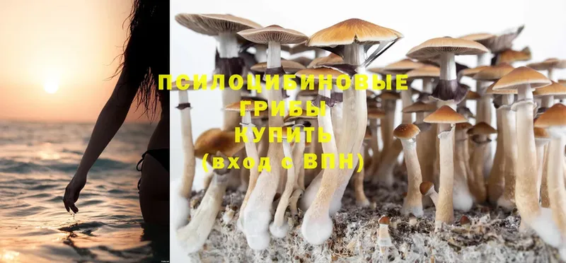 где купить наркоту  Коркино  Галлюциногенные грибы Cubensis 